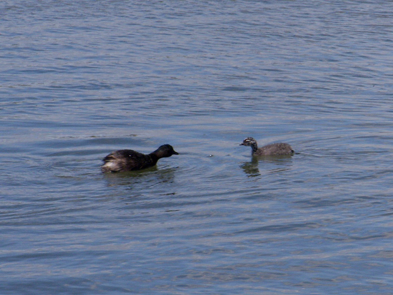 dabchick-being-fed-by-parents-Tokaanu-boat-launch-Taupo-2015-11-05-IMG_6301.jpg