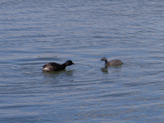 dabchick-being-fed-by-parents-Tokaanu-boat-launch-Taupo-2015-11-05-IMG 6301