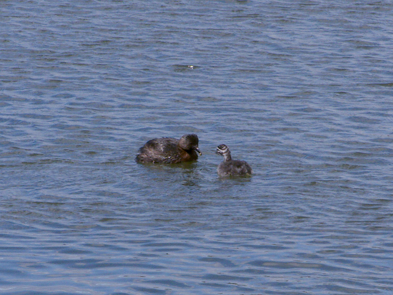 dabchick-being-fed-by-parents-Tokaanu-boat-launch-Taupo-2015-11-05-IMG_6302.jpg
