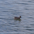 dabchick-being-fed-by-parents-Tokaanu-boat-launch-Taupo-2015-11-05-IMG 6305