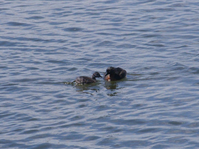 dabchick-being-fed-by-parents-Tokaanu-boat-launch-Taupo-2015-11-05-IMG_6309.jpg