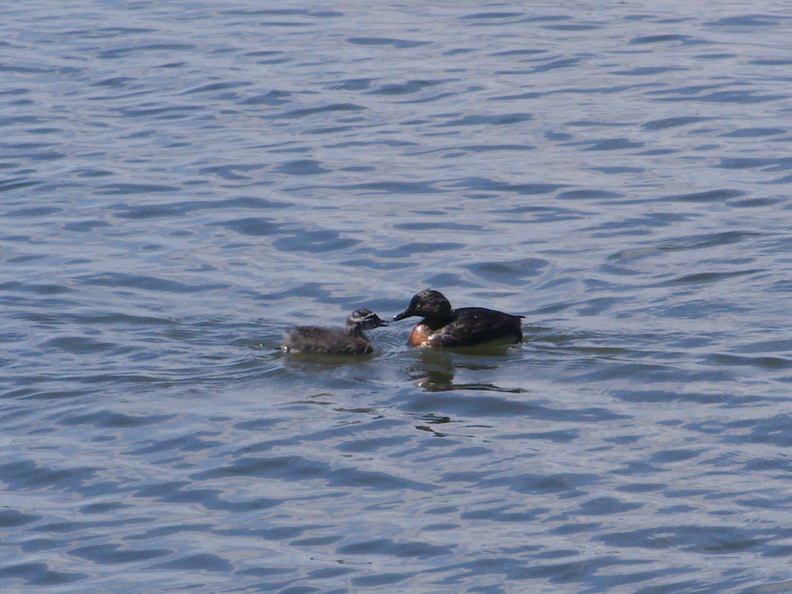 dabchick-being-fed-by-parents-Tokaanu-boat-launch-Taupo-2015-11-05-IMG 6310