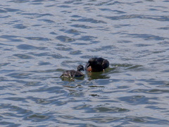 dabchick-being-fed-by-parents-Tokaanu-boat-launch-Taupo-2015-11-05-IMG 6316