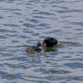 dabchick-being-fed-by-parents-Tokaanu-boat-launch-Taupo-2015-11-05-IMG 6316