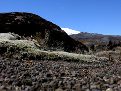 habitat-near-ski-area-Tongariro-2015-11-05-IMG 6262