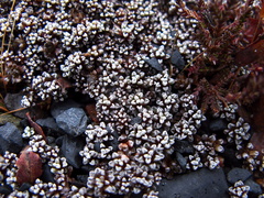 indet-cushion-plant-tiny-densely-hairy-leaves-Taranaki-Falls-trail-Tongariro-24-06-2011-IMG 8789