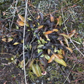 indet-white-flower-copper-leaves-Taranaki-Falls-trail-Tongariro-24-06-2011-IMG_2499.jpg