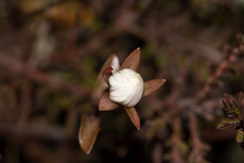 indet-white-flower-copper-leaves-Taranaki-Falls-trail-Tongariro-24-06-2011-IMG_2503.jpg