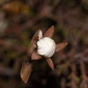 indet-white-flower-copper-leaves-Taranaki-Falls-trail-Tongariro-24-06-2011-IMG 2503