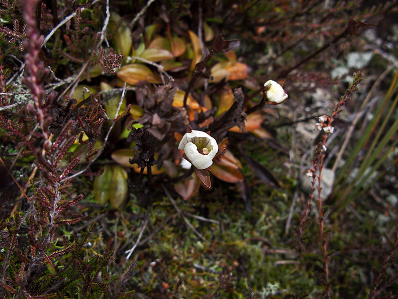 indet-white-flower-copper-leaves-Taranaki-Falls-trail-Tongariro-24-06-2011-IMG 8780