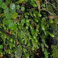leafy-liverwort-Huka-Falls-07-06-2011-IMG_2326.jpg