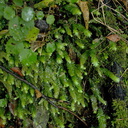 leafy-liverwort-Huka-Falls-07-06-2011-IMG 2326