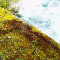 red-moss-wall-at-Huka-Falls-07-06-2011-IMG 8330