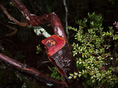 red-wood-probably-Leptospermum-Taranaki-Falls-trail-Tongariro-24-06-2011-IMG 8785