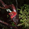 red-wood-probably-Leptospermum-Taranaki-Falls-trail-Tongariro-24-06-2011-IMG 8785