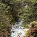 stream-gorge-Taranaki-Falls-trail-Tongariro-24-06-2011-IMG 2520