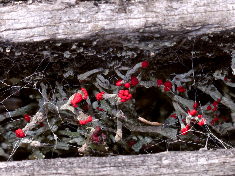 white-fruticose-lichen-with-red-spores-growing-between-dock-boards-Tokaanu-boat-launch-Taupo-2015-11-05-IMG 6331
