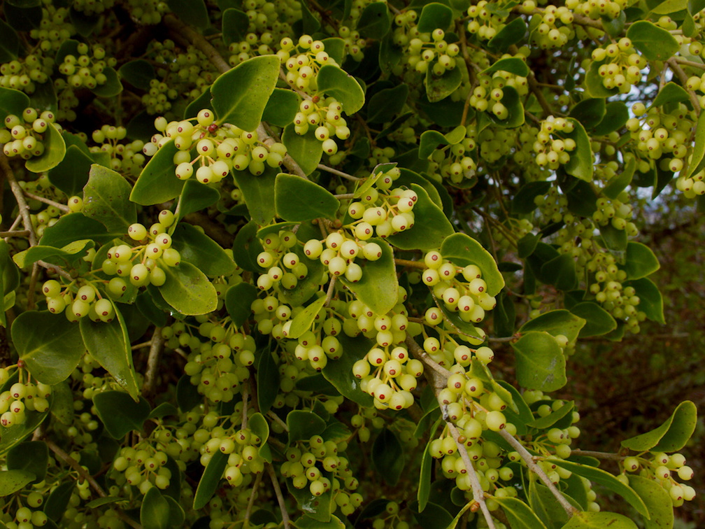 white-mistletoe-Omori-Reserve-Lake-Taupo-2017-07-13-IMG 8576