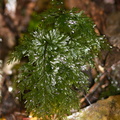 Hymenophyllum-filmy-ferns-Okere-Falls-05-06-2011-IMG_2257.jpg