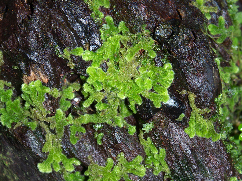 Leiomitra-lanata-leafy-liverwort-Jubilee-Track-Mt-Ngongotaha-Rotorua-27-06-2011-IMG_2561.jpg