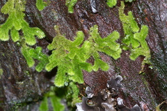 Leiomitra-lanata-leafy-liverwort-Jubilee-Track-Mt-Ngongotaha-Rotorua-27-06-2011-IMG 2565
