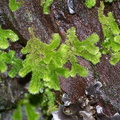 Leiomitra-lanata-leafy-liverwort-Jubilee-Track-Mt-Ngongotaha-Rotorua-27-06-2011-IMG 2565