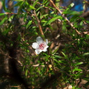Leptospermum-Mt-Maunganui-01-06-2011-IMG 8107