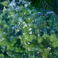 Leptospermum-sp-manuka-white-fruits-Rainbow-Mtn-2013-06-29-IMG 2116