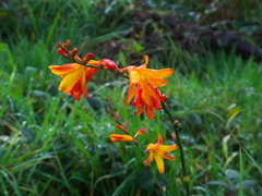 Montbresia-orange-yellow-iridoids-Ngongotaha-streamside-05-06-2011-IMG 8246