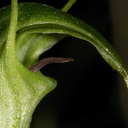 Pterostylis-sp-greenhood-orchid-Rainbow-Mtn-2013-06-29-IMG 8628