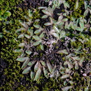 Riccia-sp-thallose-liverwort-Mt-Maunganui-01-06-2011-IMG 2218