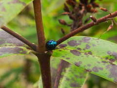 beetle-cobalt-blue-mirror-Te-Paupo-beach-Lake-Okataina-06-06-2011-IMG 8303