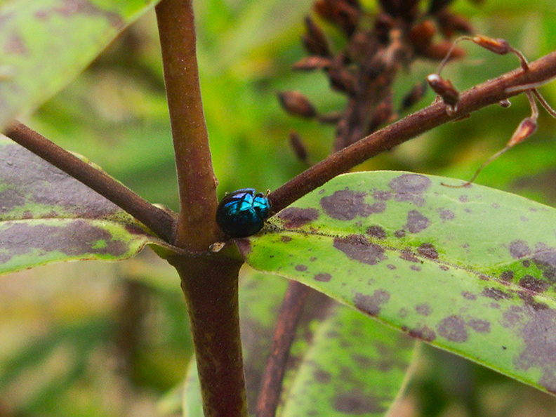 beetle-cobalt-blue-mirror-Te-Paupo-beach-Lake-Okataina-06-06-2011-IMG_8303.jpg
