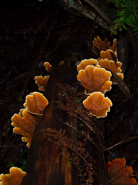 bracket-fungus-Stereum-indet-Jubilee-Track-Mt-Ngongotaha-Rotorua-27-06-2011-IMG_8950.jpg