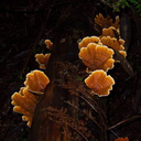 bracket-fungus-Stereum-indet-Jubilee-Track-Mt-Ngongotaha-Rotorua-27-06-2011-IMG 8950
