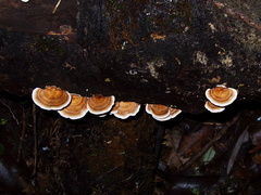 bracket-fungus-small-Stereum-indet-Jubilee-Track-Mt-Ngongotaha-Rotorua-27-06-2011-IMG 8960