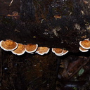 bracket-fungus-small-Stereum-indet-Jubilee-Track-Mt-Ngongotaha-Rotorua-27-06-2011-IMG 8960