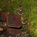 bracket-fungus-tree-ear-Lake-Okareka-campsite-01-06-2011-IMG 8142