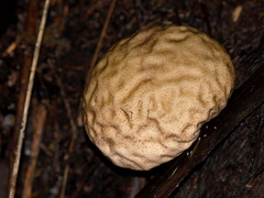 brain-fungus-indet-Te-Paupo-trail-Lake-Okataina-06-06-2011-IMG 2308