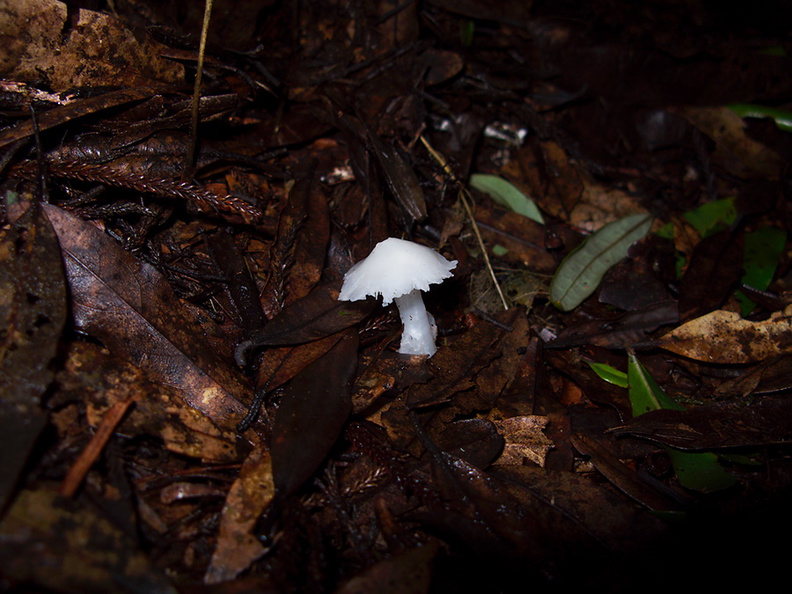 gill-fungus-pure-white-Jubilee-Track-Mt-Ngongotaha-Rotorua-27-06-2011-IMG_8958.jpg