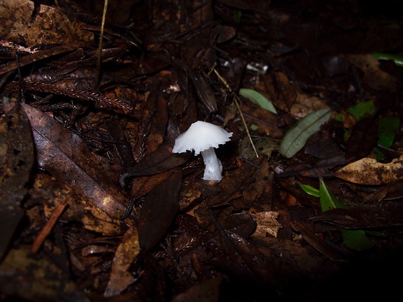 gill-fungus-pure-white-Jubilee-Track-Mt-Ngongotaha-Rotorua-27-06-2011-IMG 8958
