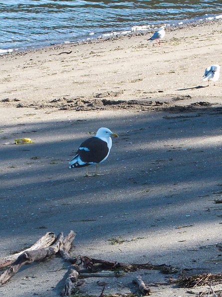 gull-black-and-white-Mt-Maunganui-bay-shore-01-06-2011-IMG_8140.jpg