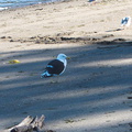 gull-black-and-white-Mt-Maunganui-bay-shore-01-06-2011-IMG 8140