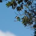 kingfisher-Halcyon-sancta-Tanners-Pt-boat-launch-off-SH2-28-06-2011-IMG_2570.jpg