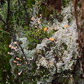lichen-and-stalked-coral-fungus-ascomycete-Okere-Falls-05-06-2011-IMG 8221