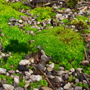 moss-colony-Te-Paupo-trail-Lake-Okataina-06-06-2011-IMG 8285