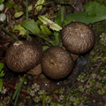 puffballs-indet-Lycoperddon-Te-Paupo-trail-Lake-Okataina-06-06-2011-IMG 2320