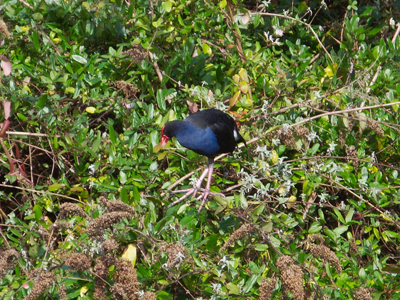 pukeko-blue-swamp-hen-lower-Utuhina-Stream-26-06-2011-IMG 8847