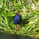 pukeko-blue-swamp-hen-lower-Utuhina-Stream-26-06-2011-IMG 8850