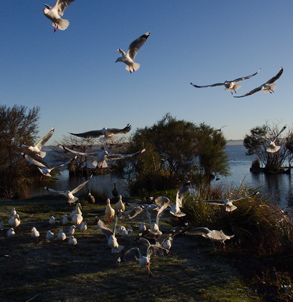 seagulls-looking-for-fish-bits-Motutara-Point-Rotorua-2013-06-24-IMG 1885